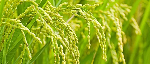 Seed self-sufficiency is important for a nutritious diet ...