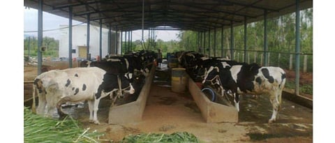 cattle shed