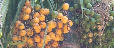 Betelnut Plantation