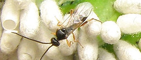 परोपजीवी मित्र कीटक ः कोटेशिया प्लुटेला