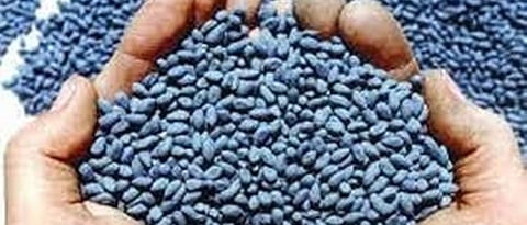 Cotton Seed