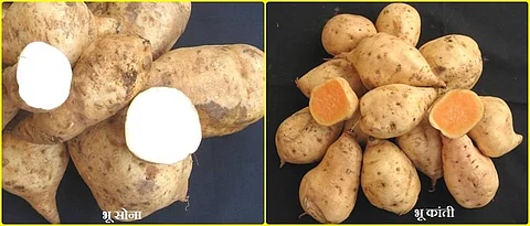 sweet potato varieties