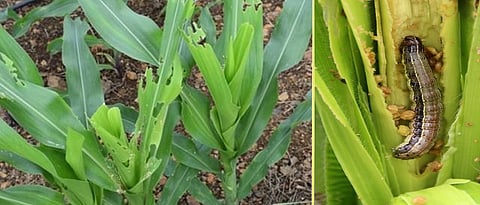 american army worm in maize