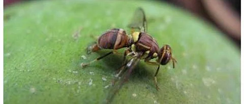 fruit fly on mango