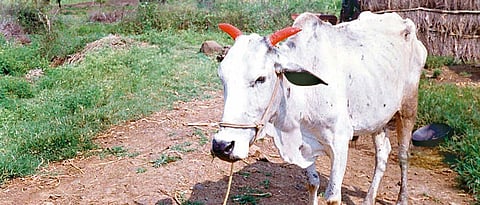 जनावरांच्या कातडी आजारांवरील उपचार