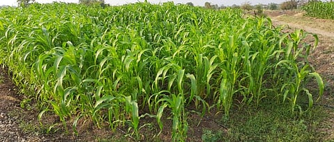 कोवळी ज्वारी जनावरांच्या आहारात येणार नाही,याची काळजी घ्यावी.