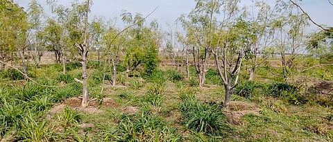 Cultivation of fodder crops in forestry is beneficial ...