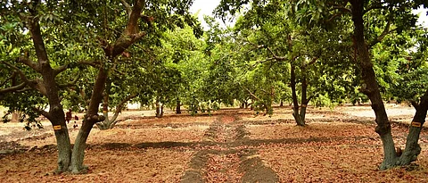 Sapota Plantation