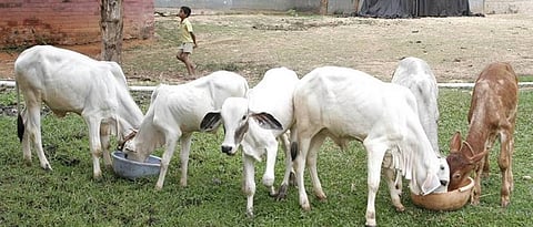 Calves should be given the recommended dose of deworming.