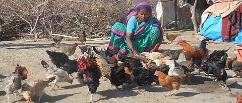 Poultry farming in rural areas can be boosted by setting up proper infrastructure.