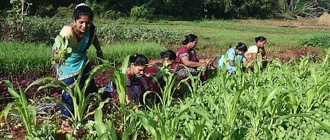 Collective harvesting of vegetables