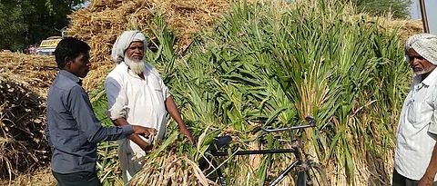 परभणीत ज्वारीचा कडबा प्रतिशेकडा २२०० ते ३००० रुपये