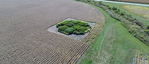 प्रकाश संश्लेषण प्रक्रियेlतील सुधारणांमुळे उत्पादनामध्ये ४० टक्के वाढ
