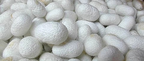 Silk Industry