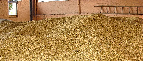 Red chillies 4250 to 13050 rupees per quintal in Nagar