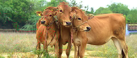 What is In-vitro Fertilzation In Animals ?