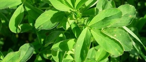 Lucerne is called as king of fodder crops.