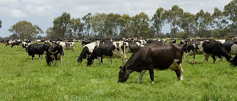 which symptoms are seen in bloat of animals
