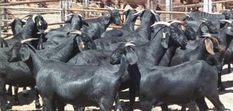 Free guidance of goat farming by university expert