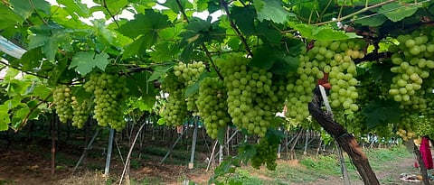Grape Export
