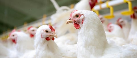 Poultry Farming