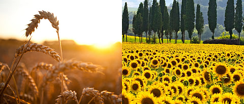 Wheat, maize, sunflower oil became more expensive in the global market