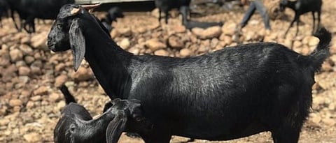 Goat Kidding Problems