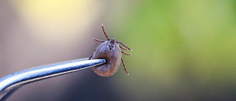 Ticks Parasite | Animal Care Tips