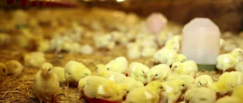 Poultry Farming