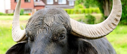 Age Identification of Animal By Numbers of Horn Rings