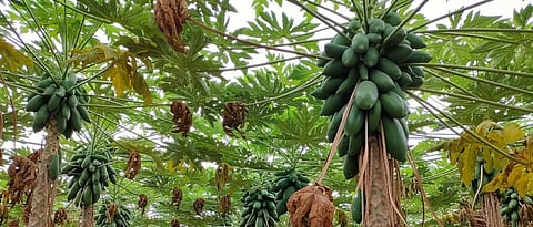 धडके यांच्याकडील पपईची दर्जेदार बाग