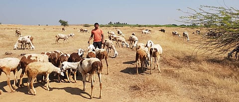 The sheep are released to graze in the orchard by free movement.