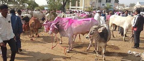Increase in demand for Khilar bulls