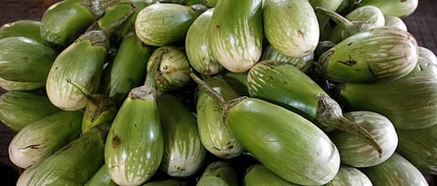 Jalgaon Brinjal