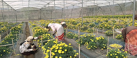 Hybrid Marigold Seed Production in Shednet.