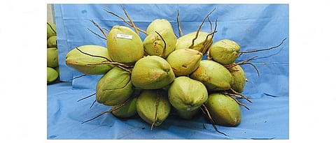 नारळ जाती