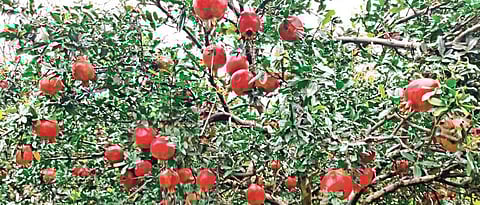 Differences in insurance returns for pomegranate, citrus and lemon in Jalna district