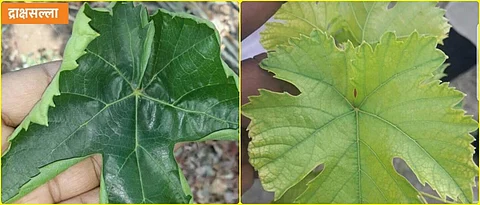 Symptoms of nutrient deficiencies in the vineyard