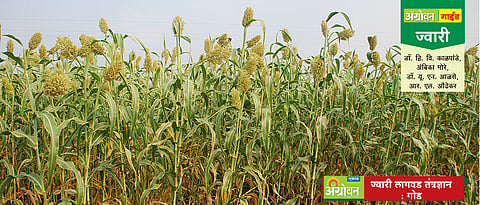 गोड ज्वारी लागवड