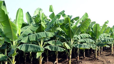 Banana Crop Insurance