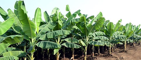 Banana Crop Insurance