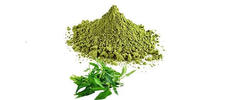 कढीपत्ता भुकटी निर्मिती