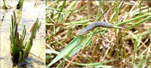 भातावरील तुडतुडे, गादमाशी, खोडकीडींचे एकात्मिक व्यवस्थापन