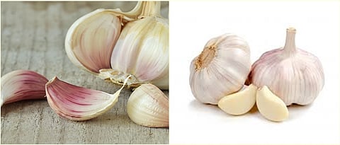 garlic