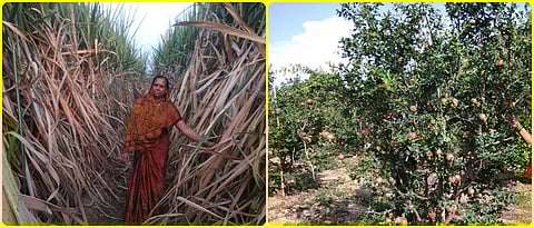 Sugarcane and pomegranate cultivation by Ranjanatai Bhosale.
