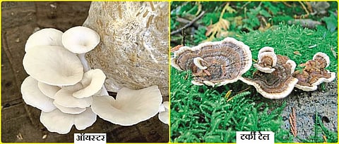 oyster and turky tail mushroom