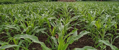 Infestation of American military larvae on maize in Dhule