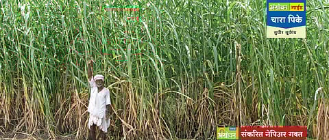 संकरित नेपिअर चारा पीक लागवड तंत्रज्ञान