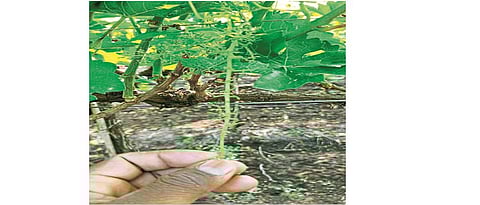 Orchards per acre in Solapur district in danger