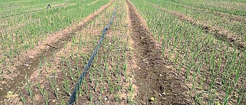 Onion Cultivation